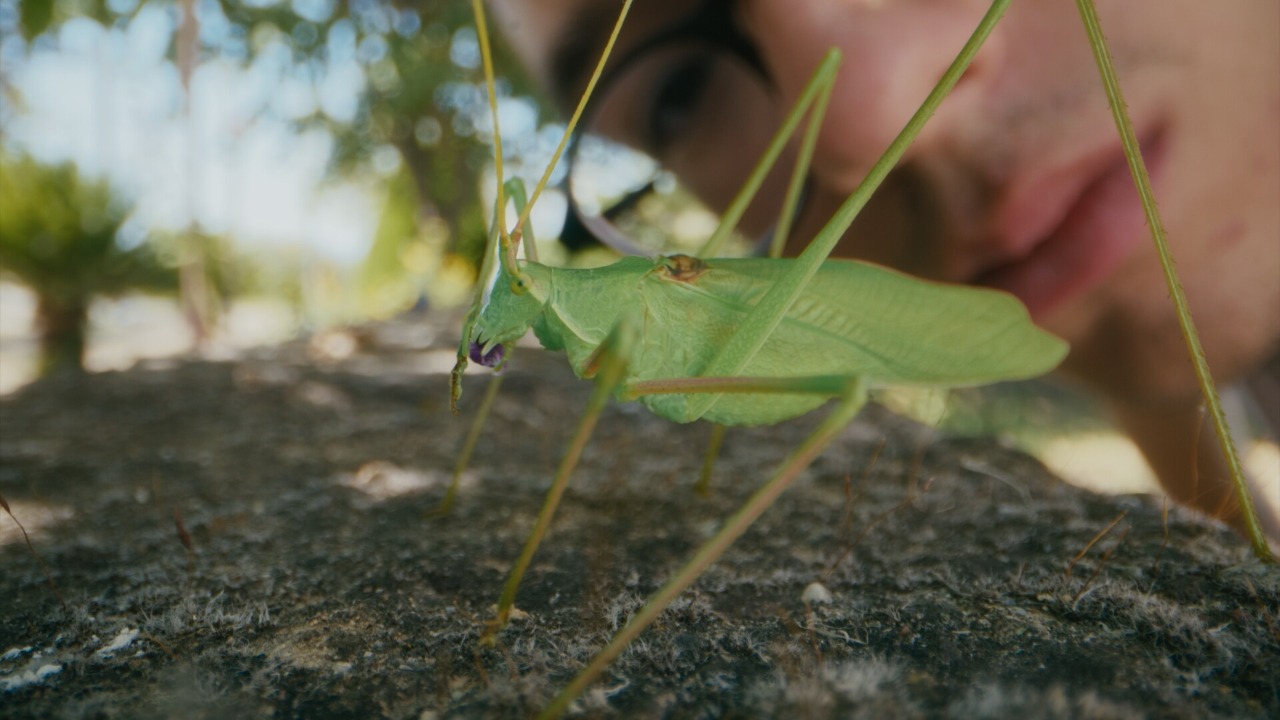Bugboy poster