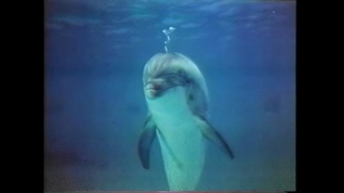 Dolphin_bubbles_Large_(1)_thumb.jpg