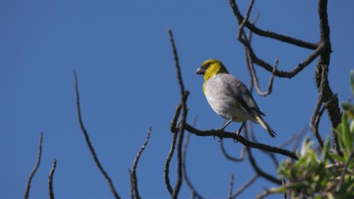 palila-blue-sky_(5)_thumb.jpg