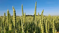 SoftRedWinterWheat_thumb.jpg