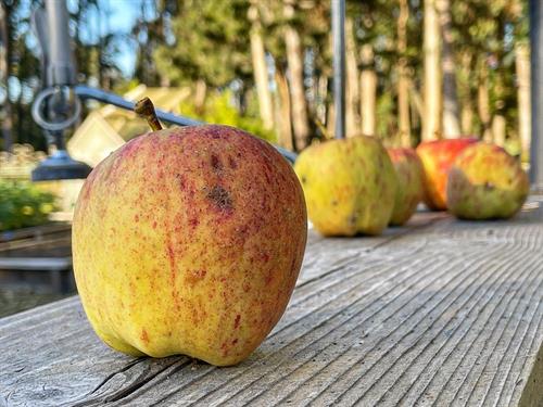 Apples_Veg_G_5ED051A1-0390-445E-8CAC-DC0C62DFB00A_thumb.JPG