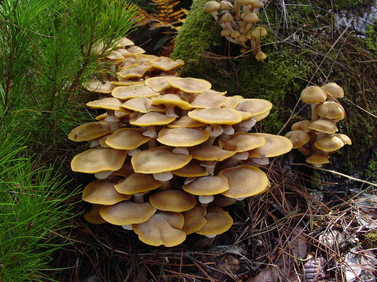 Armillariella mellea