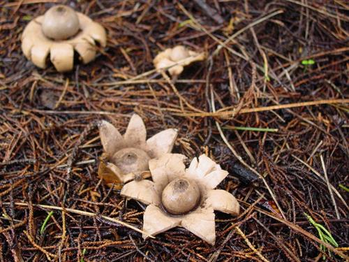 Geastrum_saccatum_DSC01134_thumb.JPG