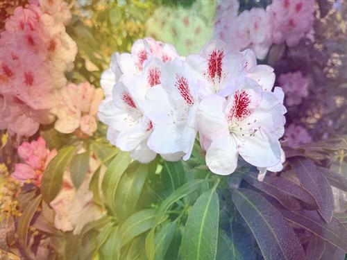 IMG_1985_Rhodo_white-pink_pride_2_thumb.jpg