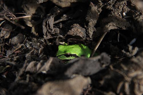 _MG_0516_pacific_green_tree_frog_sm_thumb.jpg