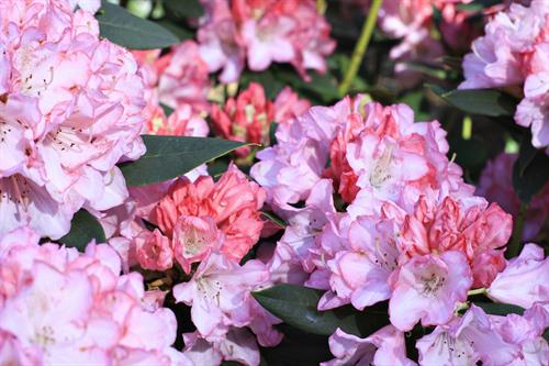 _MG_4930_Rhodo-FB_Collection_thumb.jpg