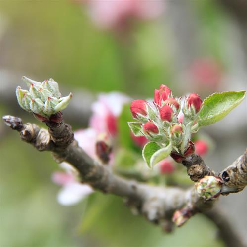 _MG_4989_apple_tree_buds_sq_thumb.jpg