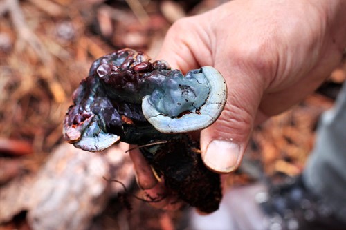 mg_0093_ganoderma_oregonense_mushroom_thumb.jpg