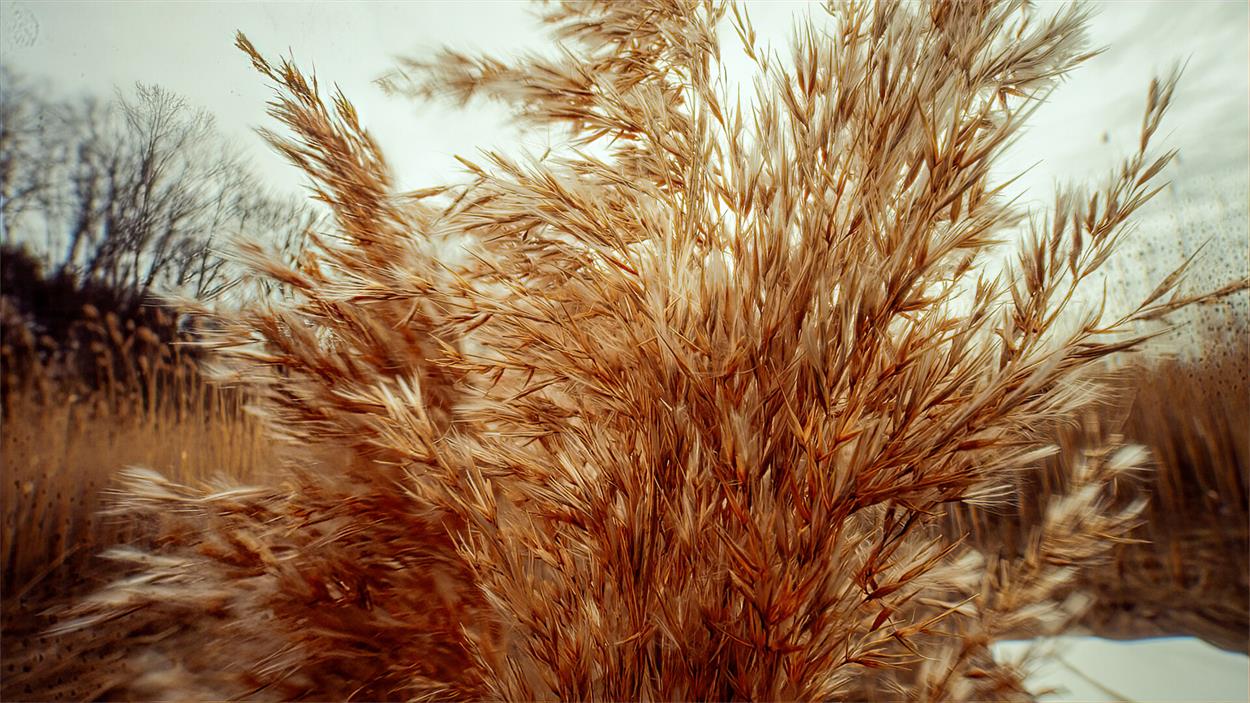 Salt Marsh 